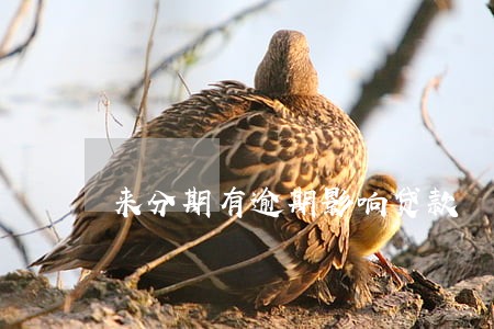 来分期有逾期影响贷款 来分期有逾期影响贷款