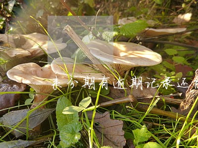 来分期有逾期记录还能通过吗 来分期有逾期记录还能通过吗
