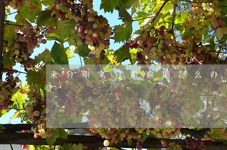来分期来分期逾期怎么办 来分期来分期逾期怎么办
