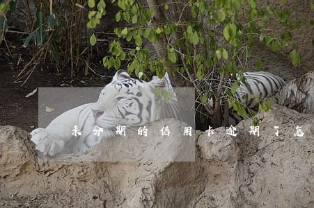 来分期的信用卡逾期了怎么办 来分期的信用卡逾期了怎么办