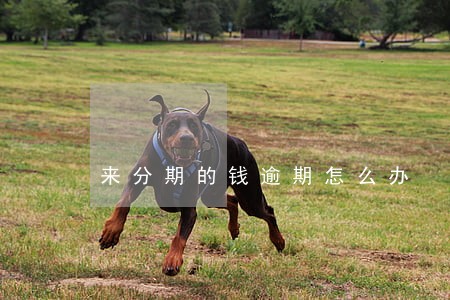 来分期的钱逾期怎么办 来分期的钱逾期怎么办