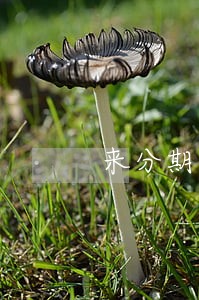 来分期网贷借款没还逾期了 来分期网贷借款没还逾期了