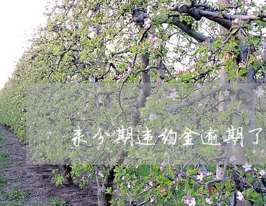 来分期违约金逾期了怎么办 来分期违约金逾期了怎么办