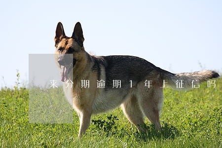 来分期逾期1年上征信吗 来分期逾期1年上征信吗