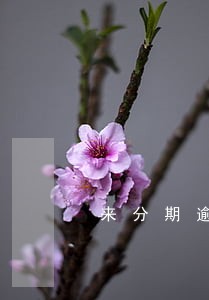 来分期逾期1年多才打电话 来分期逾期1年多才打电话