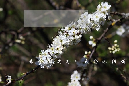 来分期逾期4天会冻结吗 来分期逾期4天会冻结吗