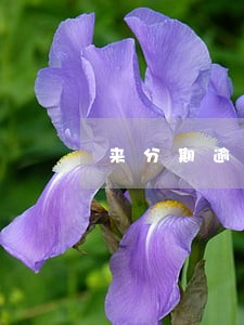 来分期逾期一万多会怎么样 来分期逾期一万多会怎么样