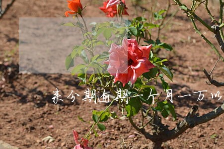 来分期逾期一个月一万以上 来分期逾期一个月一万以上