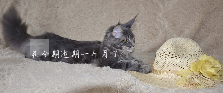 来分期逾期一个月了 来分期逾期一个月了