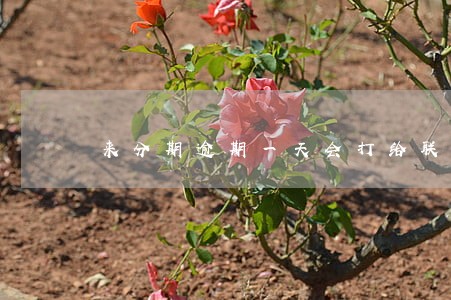 来分期逾期一天会打给联系人吗 来分期逾期一天会打给联系人吗
