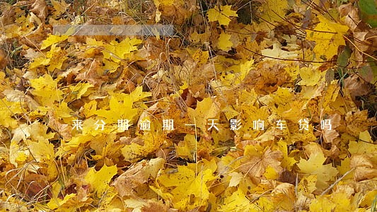 来分期逾期一天影响车贷吗 来分期逾期一天影响车贷吗
