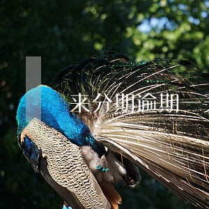 来分期逾期一天打电话说上征信了 来分期逾期一天打电话说上征信了