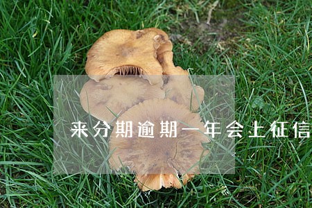 来分期逾期一年会上征信吗 来分期逾期一年会上征信吗
