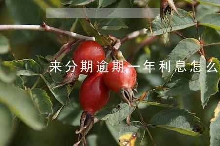 来分期逾期一年利息怎么计算 来分期逾期一年利息怎么计算
