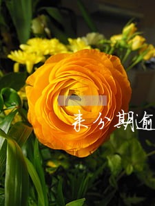 来分期逾期一年可以协商吗 来分期逾期一年可以协商吗