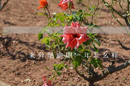 来分期逾期一年怎么样 来分期逾期一年怎么样