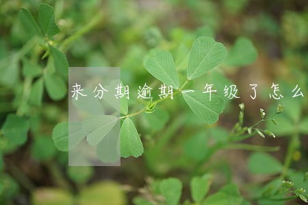 来分期逾期一年级了怎么办 来分期逾期一年级了怎么办
