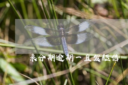 来分期逾期一直发短信 来分期逾期一直发短信