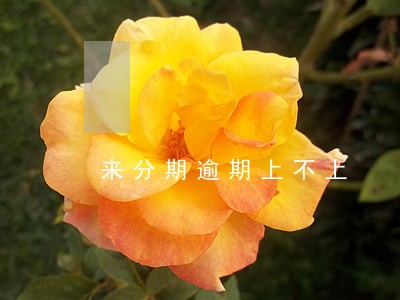 来分期逾期上不上 来分期逾期上不上