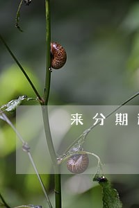 来分期逾期上征信的