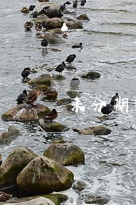 来分期逾期上芝麻 来分期逾期上芝麻