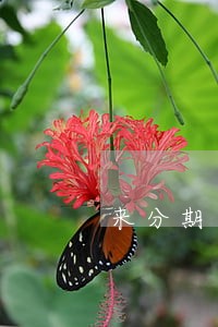 来分期逾期两年没有电话 来分期逾期两年没有电话