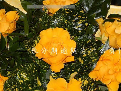 来分期逾期为什么有保险 来分期逾期为什么有保险