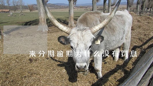 来分期逾期为什么没有罚息 来分期逾期为什么没有罚息