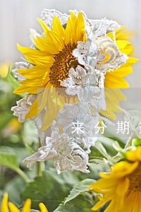 来分期逾期九千一年 来分期逾期九千一年
