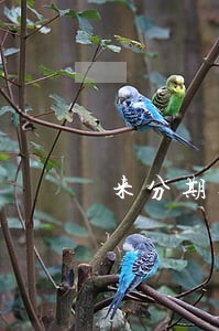 来分期逾期九天会怎样 来分期逾期九天会怎样
