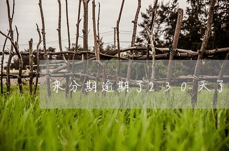 来分期逾期了230天了 来分期逾期了230天了