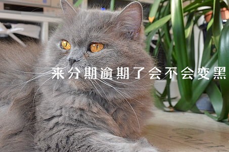 来分期逾期了会不会变黑户 来分期逾期了会不会变黑户