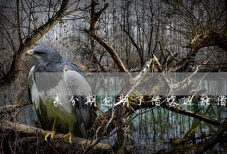 来分期逾期了借呗还能借款吗 来分期逾期了借呗还能借款吗