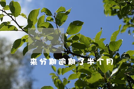 来分期逾期了半个月 来分期逾期了半个月