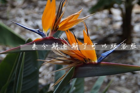 来分期逾期了可以跟客服说一下吗 来分期逾期了可以跟客服说一下吗