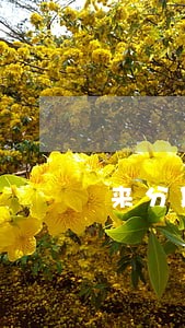 来分期逾期了如何再接 来分期逾期了如何再接