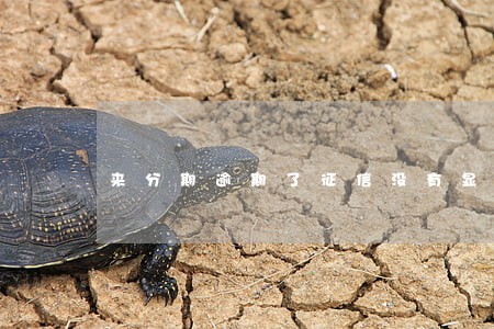 来分期逾期了征信没有显示 来分期逾期了征信没有显示
