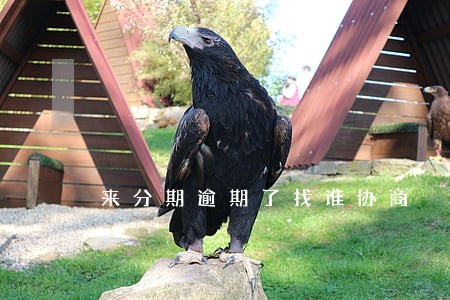来分期逾期了找谁协商 来分期逾期了找谁协商