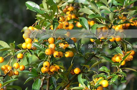 来分期逾期了额度多久恢复 来分期逾期了额度多久恢复