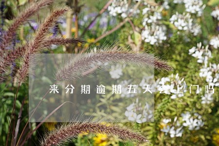 来分期逾期五天会上门吗 来分期逾期五天会上门吗