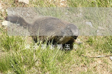 来分期逾期五年 来分期逾期五年