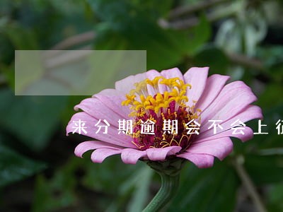 来分期逾期会不会上征信