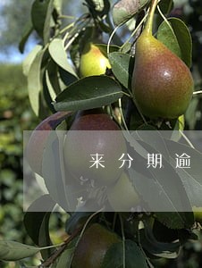 来分期逾期会不会公告村里 来分期逾期会不会公告村里