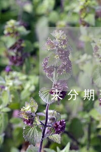 来分期逾期会扣芝麻