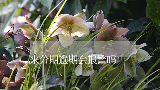 来分期逾期会报警吗 来分期逾期会报警吗