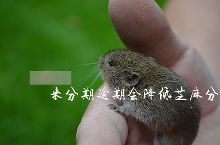 来分期逾期会降低芝麻分吗