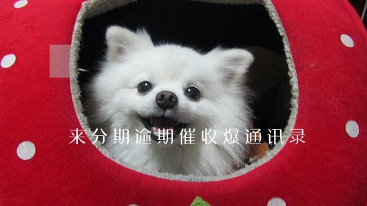 来分期逾期催收爆通讯录 来分期逾期催收爆通讯录