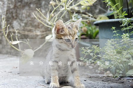 来分期逾期内部流程