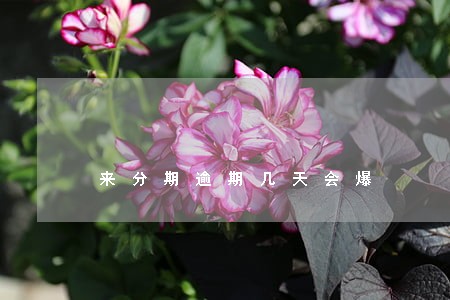 来分期逾期几天会爆 来分期逾期几天会爆