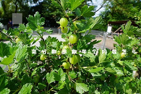 来分期逾期半个月会怎么样 来分期逾期半个月会怎么样